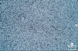 Des milliers de poissons au large de la Rochelle
