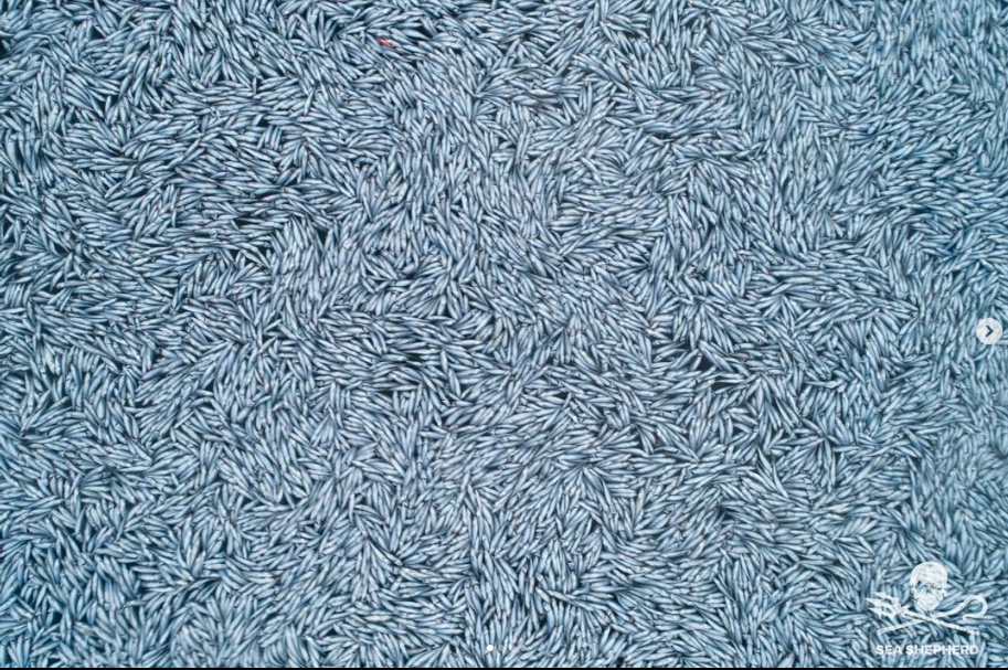 Des milliers de poissons au large de la Rochelle