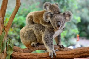 Les koalas en voie de disparition