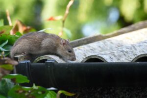 «Maladie du rat» : Alerte à la leptospirose à la Réunion
