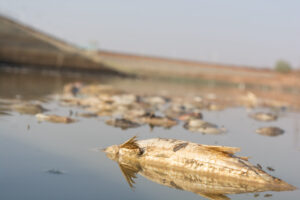 Loire : 11 tonnes de poissons asphyxiés par la sécheresse