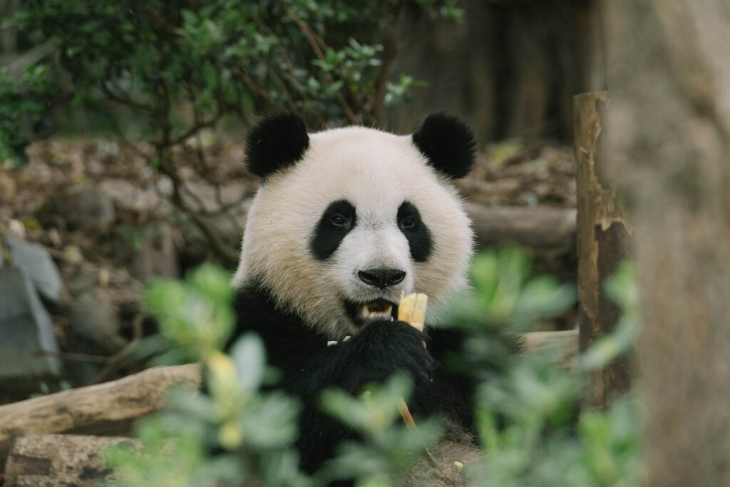 Panda mangeant du bambou dans la forêt