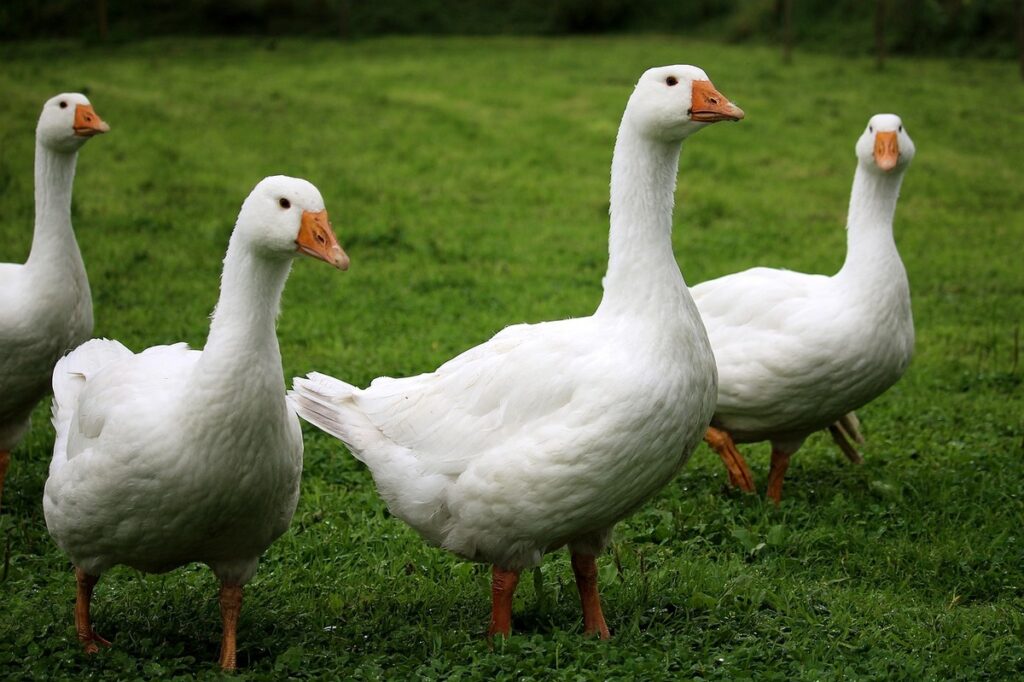 Grippe aviaire : « la plus dévastatrice » de l’histoire de l’Europe