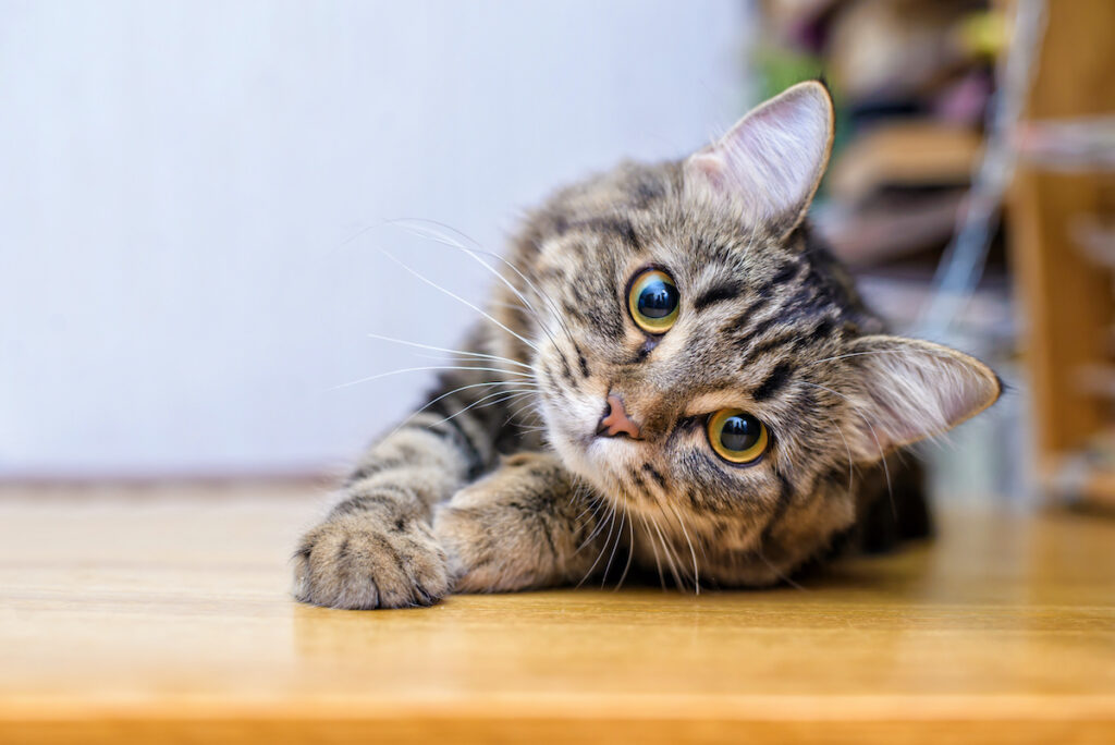 elle tue fils et éventre chat