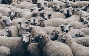 40 moutons retrouvés dans un logement d'une cité niçoise ©UnSplash