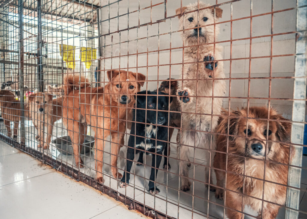 brigitte bardot locale chiens congélateur