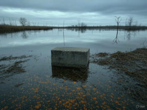 Cruaute Chien Marais