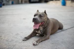 pitbull attach&eacute;