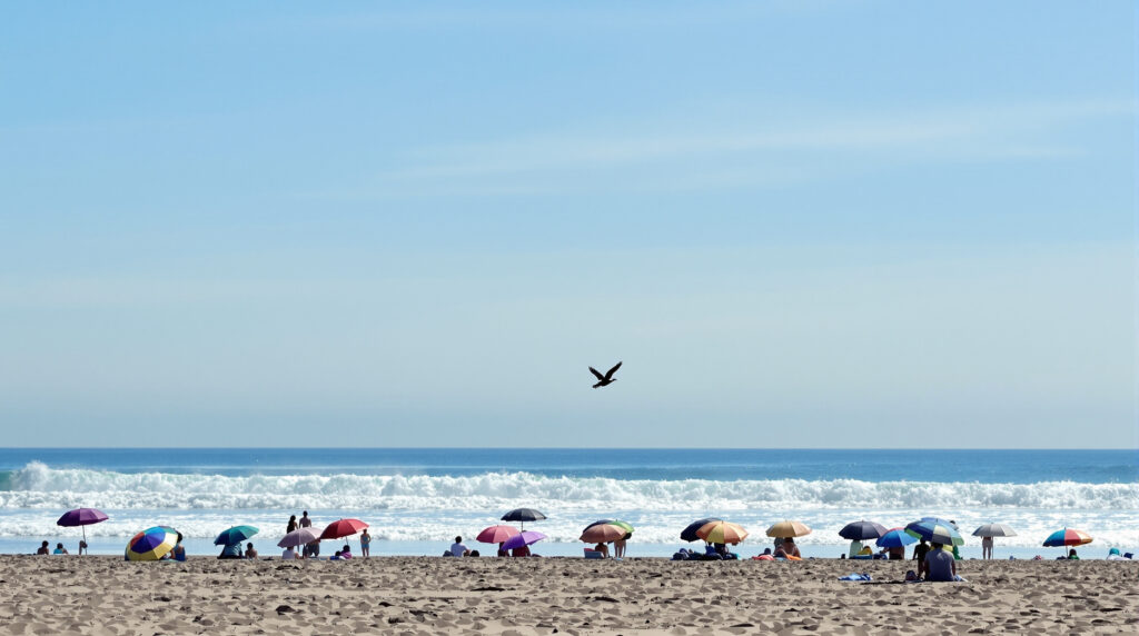 plage_mouette_silhouette