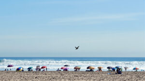 plage_mouette_silhouette