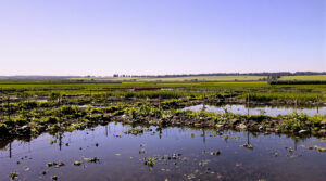champ-inond&eacute;-rural