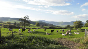 enclos_chevres_moutons