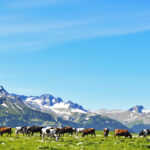 alpes_troupeau_vaches_prairie