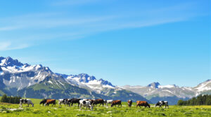alpes_troupeau_vaches_prairie