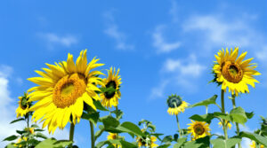 champ_tournesol_canon