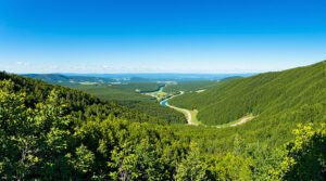 chartreuse-nature-serene
