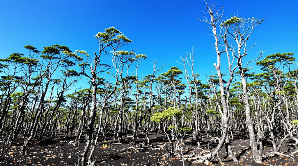 foret_devastation