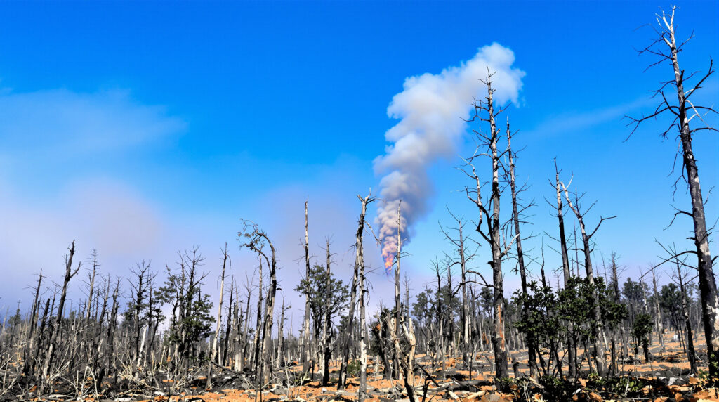 Forêt après mégafeux