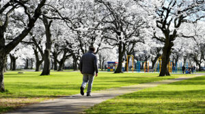 parc_silhouette_calme