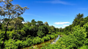 Rivi&egrave;re_et_For&ecirc;t_Lumineuse
