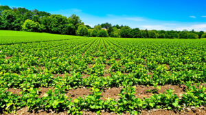 S&eacute;cheresse_agricole