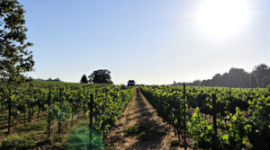 vignoble_pente_voiture
