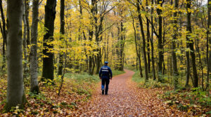 foret-chene-automne-lozere-scene
