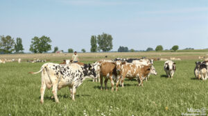 paysage_ferme_bovins_moucherons