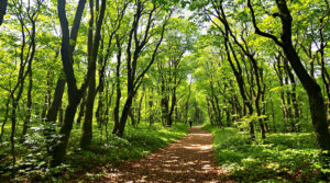 sentier_forestier_ensoleill&eacute;